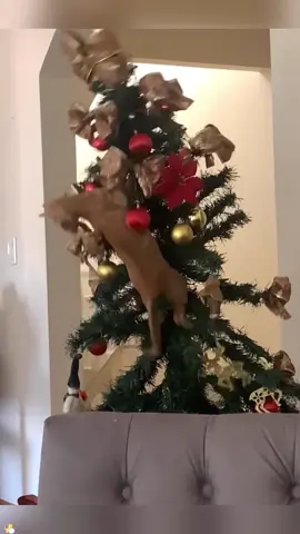 Cats fail #funny #cats #fail #christmas #fyp 