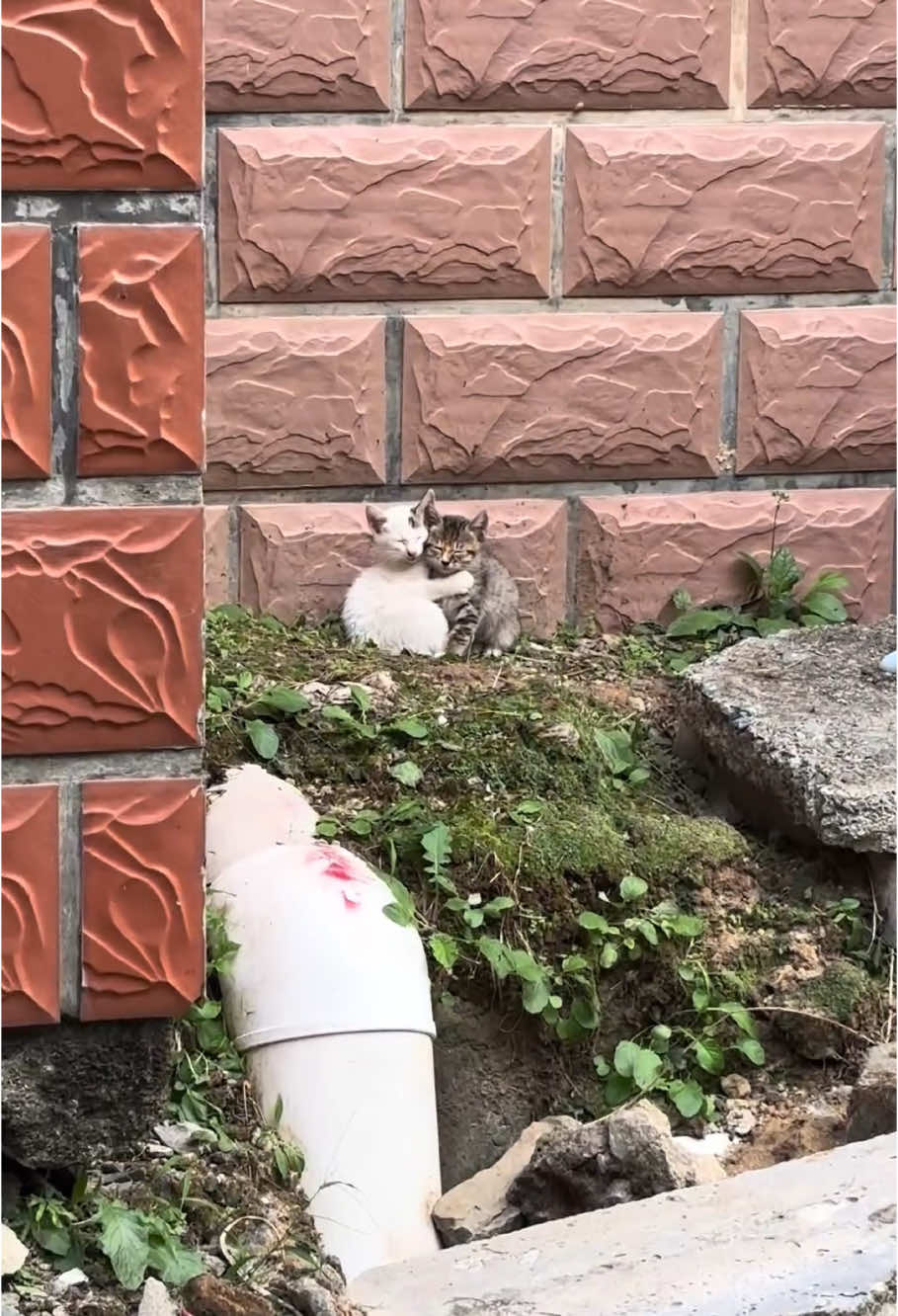 Pt2 | Cats have all sorts of weird sleeping positions 🐱#animals #cat#catsoftiktok #kitty #kittensoftiktok #catlover #fyp#cute#usaus 