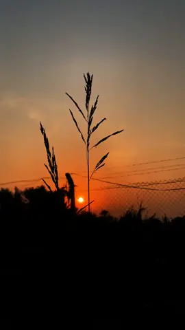 الشيب من ضيم الدنيا 😩💔     #شعر #عباراتكم_الفخمه📿📌 #حزن #ريف #تصويري_احترافي_الاجواء👌🏻🕊😴 