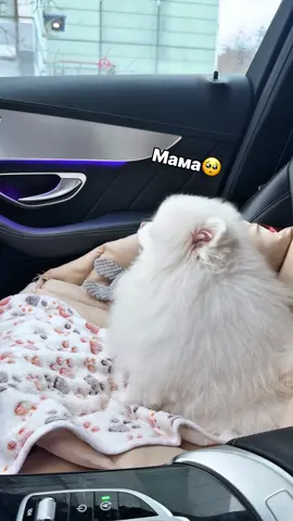 Мое сердечко💔💔😭  #собака #собачки #померанскийшпиц #шпиц #шпицы 