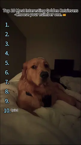 Golden Retriever see no enemies,only friends #dog #dogsoftiktok #funny #usa🇺🇸 #tiktok 
