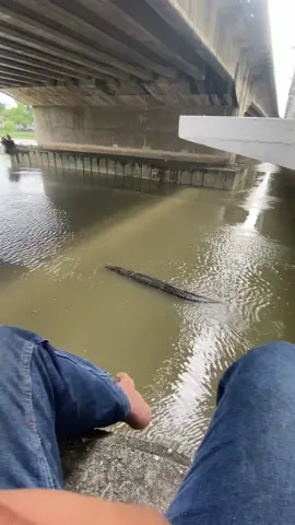 Sedap” mancing tetibe buaya lalu besar gile bawah kaki😳#fyp #buaya #sungaiklang#jembatankota#klang.