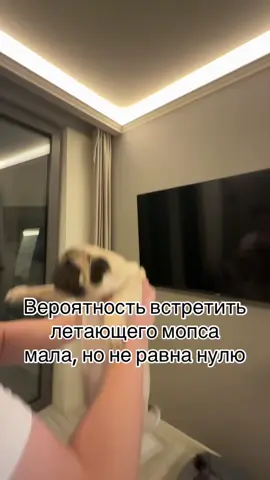 #мопс #pug #смешноевидео Матильда в порядке, ей такое нравится!