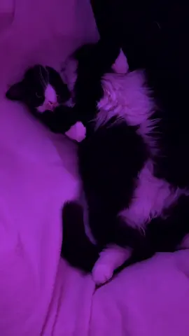 My boss baby😂🔥 #cat #fluffycat #catlover #pentrutine #tiktokromania 