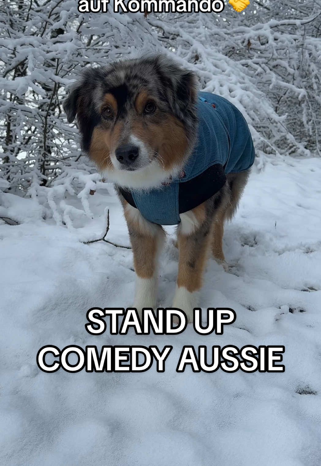 heute macht mein Hund Kommandos, also Einsatz nicht verpassen 🥲 #doghumor #comedy #funnydogsoftiktok #winter #snow