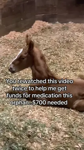 You rewatched this video twice to help me get funds for medication this orphan..$700 needed #fyp #goviral #sanctuary #horse #newyork 