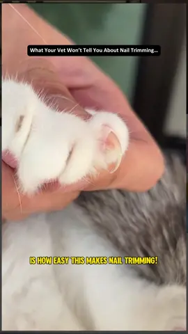 What you vet won’t tell you about nail trimming ….#catsoftiktok #blackfriday #cattok #catmom #kittycat 