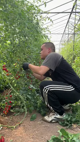 tỉa lá cà chua #nôngnghiệp #hylap🇬🇷 