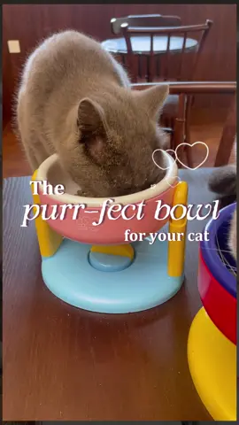 The purr-fect bowl for your cat#catsoftiktok #cattok #petbowl #catmom #blackfriday 