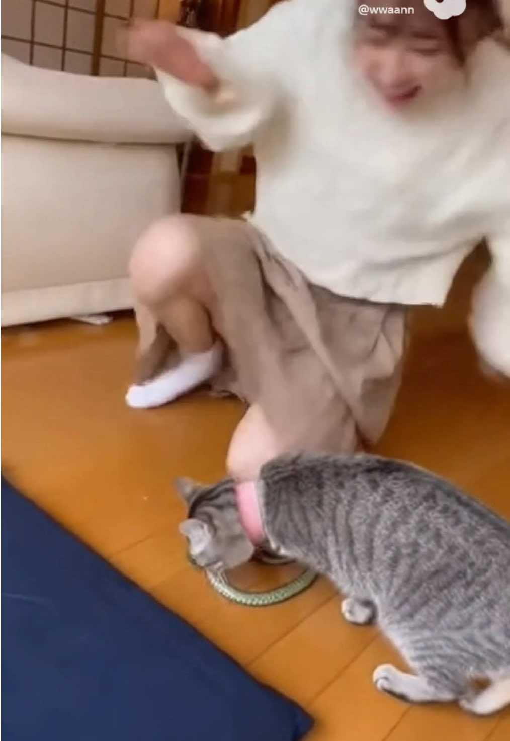 #猫 #ねこ #cat #贈り物 #meme 