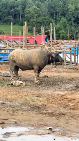 Misteri arena tidak ada yang tahu jangan pernah remehkan lawanmu😉#fyppppppppppppppppppppppp #jepanggamefarm #fyp #adukerbau #teambombong 