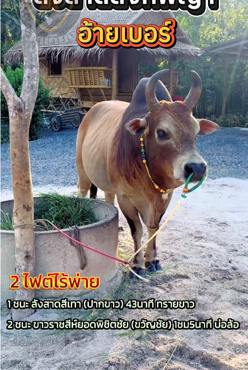 #วัวชน #ลังสาดสิงห์พญา #อ้ายเบอร์ #โหนดน้อยร้อยวิชาดาราทับเที่ยง #เสือปื๊ด