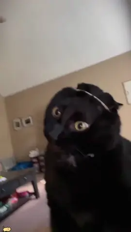 Why do cats always make such funny expressions 🐱🤣#funny #cat #fyp #funnyvideos #catsoftiktok 