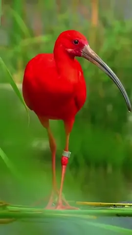 Beautiful bird 🥰🥰#fypシ #viral #aniaml #aniaml #mustwatch 