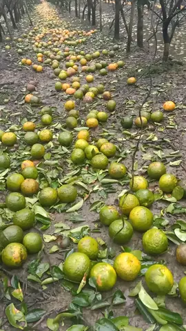 cầu cho chủ vườn trúng số cho bớt khổ 