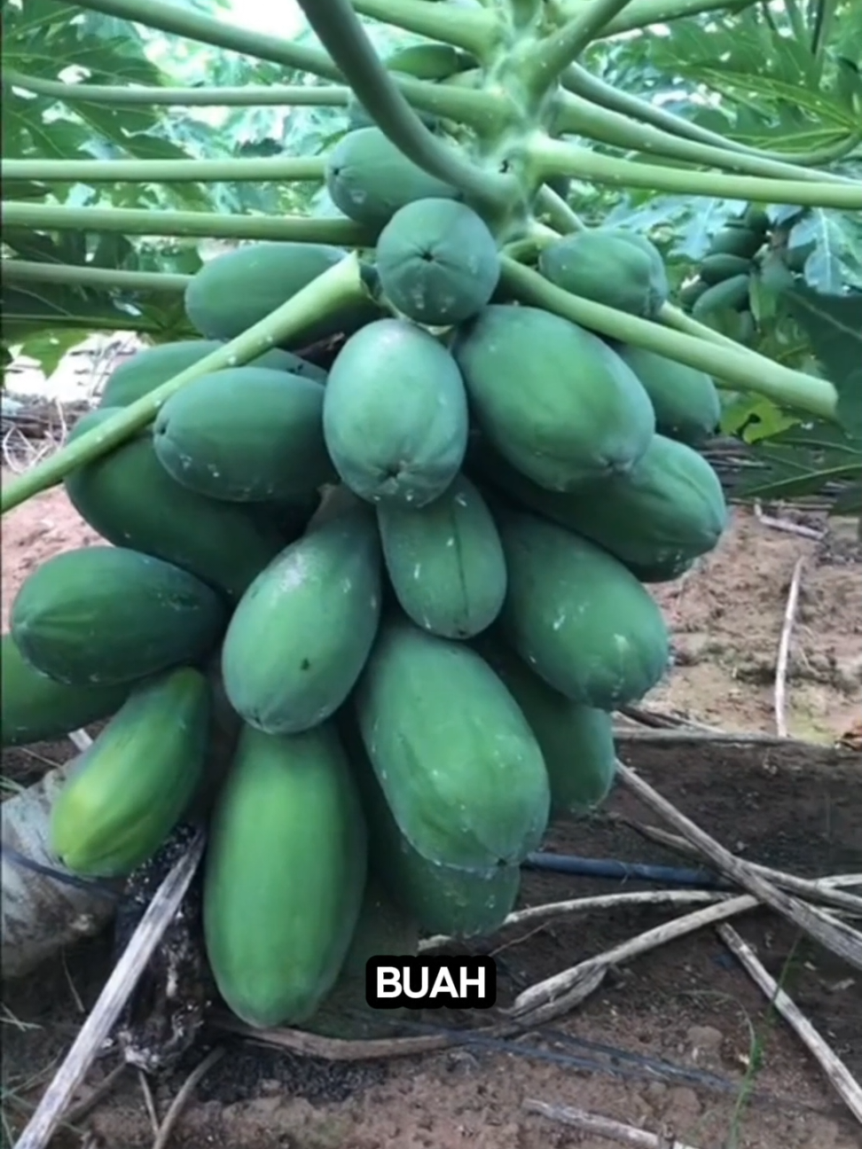 Mengapa Petani Ini Memotong Pohon Pepayanya? #pertanian #tipsberkebun #fyppppppppppppppppppppppp #fypviralシ 
