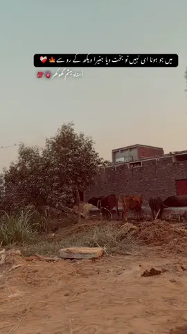 ہم جو ہارے ہوئے بیٹھے ہیں۔  جیت جاتے تو کسی اور کا نقصان ہوتا!🤧🙌#fypシ゚viral #foryoupage #mesampoetry @💫عبداللہ سدھو🥀 @🚩 