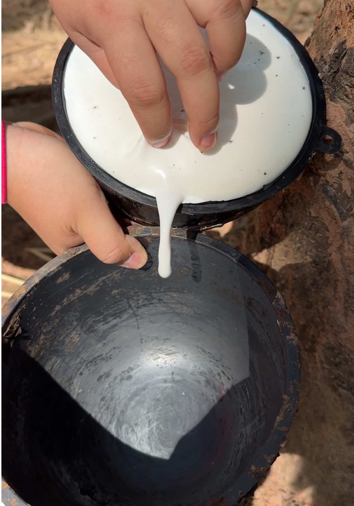 ต้นที่จัดถ้วยใหม่เมื่อคืนล้นนิดหน่อยจ้า หยอดช้าเป็นฟองเต้าหู้เลย😅   #ยางพารา #rubber #กรีดยาง #ปริญญาสวนยาง #ชื่อเบลนะสาวสวนยาง🌳 