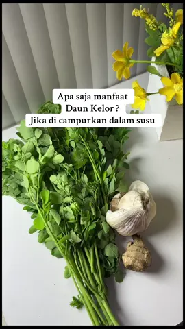 Manfaat daun kelor dalam gomilku gold SR12 #fypage #fyppppppppppppppppppppppp #gomilkugoldsr12 #gomilkusr12 #daunkelor 