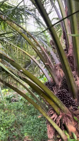 🔥🔥#foryou #sawit #fypシ゚viral 