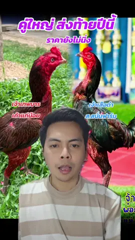 ความหล่อของทั้ง 2 ตัว#บังโก้โชว์ไก่ #เถ้าแก่น้อย #สสนั่นฟาร์ม #กรีนสกรีน 