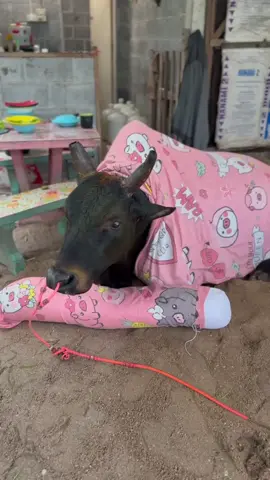 ทรายขาวหนาวแล้วจ้า🐂❤️‍🔥💯💸 #โหนดยอดขุนพล #tiktok #ฟีดดดシ 