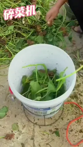 chăn nuôi mà không biết đến e máy xay này thì tiếc lắm ạ#xuhuongtiktok #mayxaythucanchannuoi #maybamchuoichoheo 