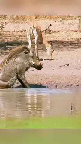 The story between hyenas and wild boars #animals #Foryou #Friendship #US #fyp #wildlife