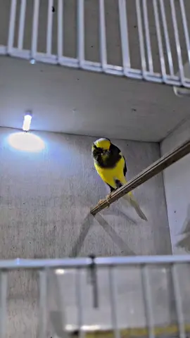 YSL Ring Remone Bf Diy 😍 #kenarimaniaindonesia #yorkshire #kenari #kenarimania 