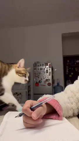 mày thích học không , nằm ngủ cho tao #cat#meoz#meo