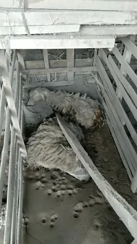 korban erupsi semeru#fypdong 