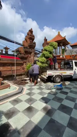 Sold Out Bonsai Anting Putri 😋 #wilujenggardenservices #tukangtamansurabaya #jasatamansurabaya  #Bonsaitaman #antingputri