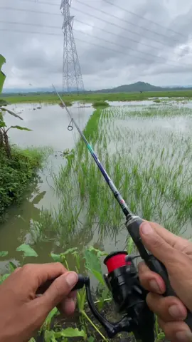 Casting ikan gabus lagi guys , kali ini sambarannya banyak banget Gil4 #castinggabus #castingikan #fishing #bolang #fyp 