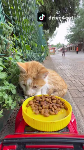 Uyuyan güzel!! 😻#kedi #cat #hayvansevgisi 