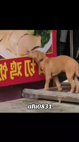 #粉丝一千万 #dog #funny #foryou #fyp 