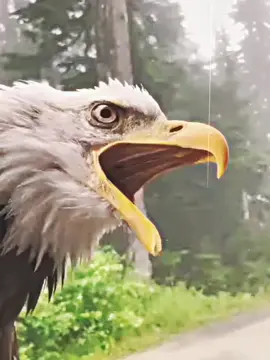 Birds screaming 😱  #hoanera #edits 