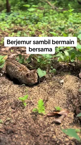 Bengal dan KH #kucinghutan #kucingtiktok #kucinglucu #kucingbengal #kucinggemoy 