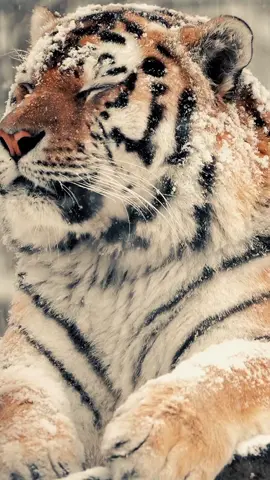 Harimau siberia (bahasa Latin: Panthera tigris altaica) adalah subspesies harimau yang habitatnya berada di wilayah Rusia dan berstatus dilindungi. Harimau siberia dianggap sebagai subspesies terbesar dari enam subspesies harimau. Harimau siberia adalah hewan yang terancam punah. Kebanyakan hidup di sebuah wilayah kecil di sebelah selatan Timur Jauh Rusia (kawasan Amur-Ussuri di Primorye dan Khabarovsk sebuah tempat harimau siberia dan macan tutul amur sedang dilindungi). #animals #masaallah❤😍 #hewandidunia #harimau #siberia 