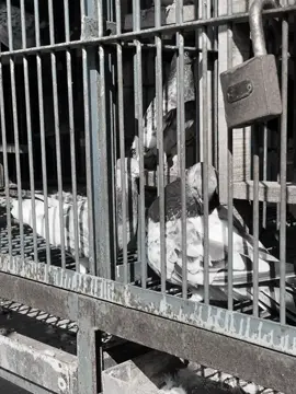 এই পাজর ভড়া ভালোবাসা।।। #pigeonlovers #pigeons #গিরিবাজ_কবুতর #কবুতর #কবুতর_পাগলারা_কই_সাপোর্ট_করো🥰 