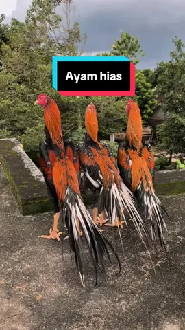 Ayah hias 🐓 #fyp #foryou #foryoupage #fypviralシ゚ #wiringkuning 