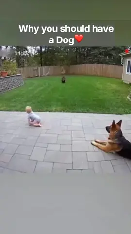 We all nedd them❤🐶🐾 #baby #dog #dogsoftiktok 