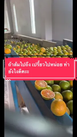 #tiktoklive #livehighlights #ส้มสายน้ำผึ้ง #wilaifarmสดจากสวน #ผลไม้สดดอยแม่แจ่ม 