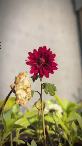 Beshak❣️Repost♥️🌺 #islamic #fyp#viral #viralvideo #nature#