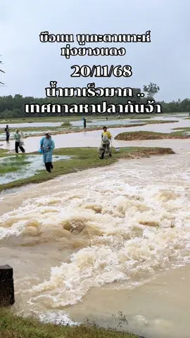#น้ําท่วม68 #หาปลา #ปลา 