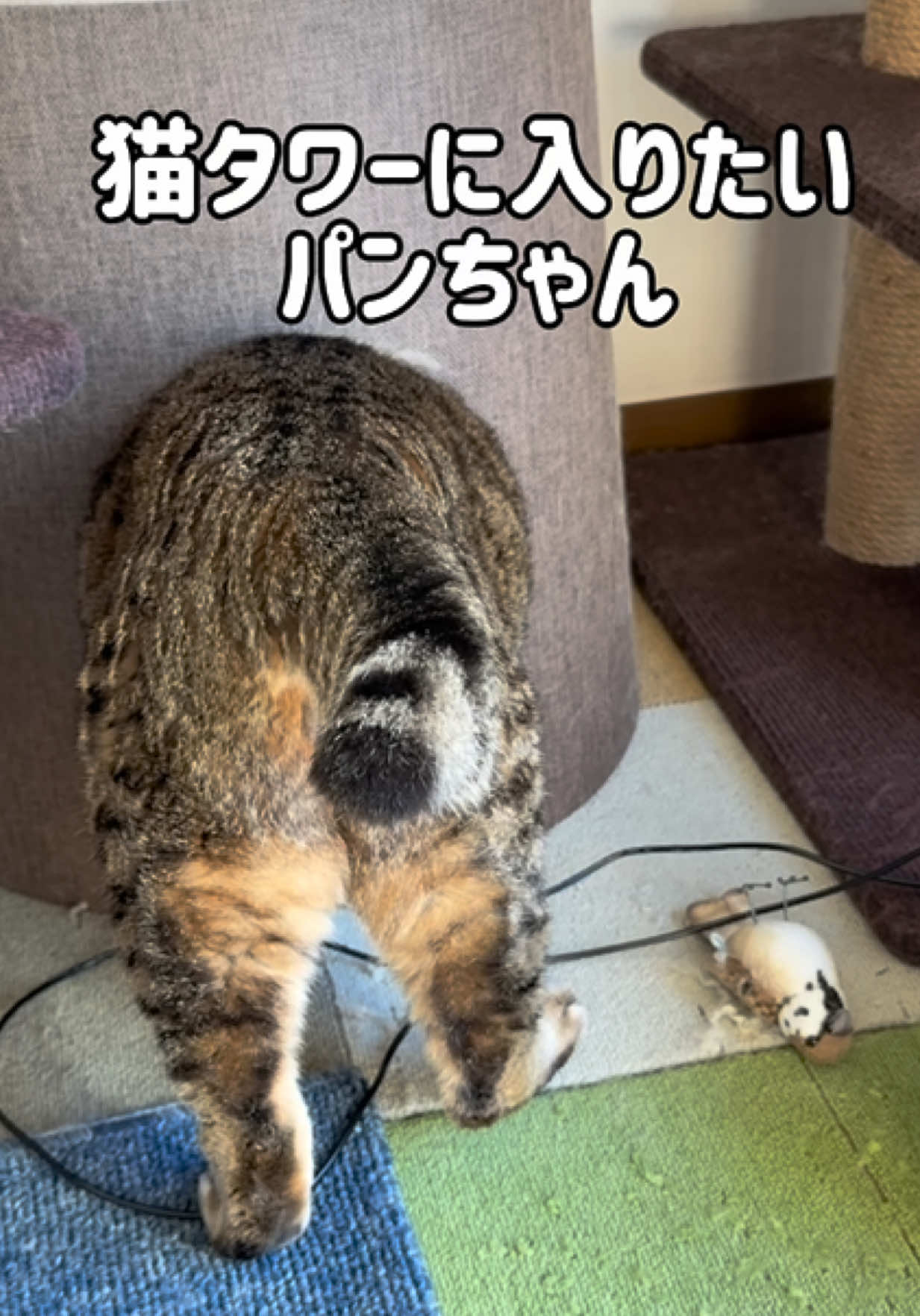 猫タワーの一番下が最近のパンちゃんのお気に入り🤩 #がんばれパンちゃん #猫のパンちゃん  #お久しぶりです 