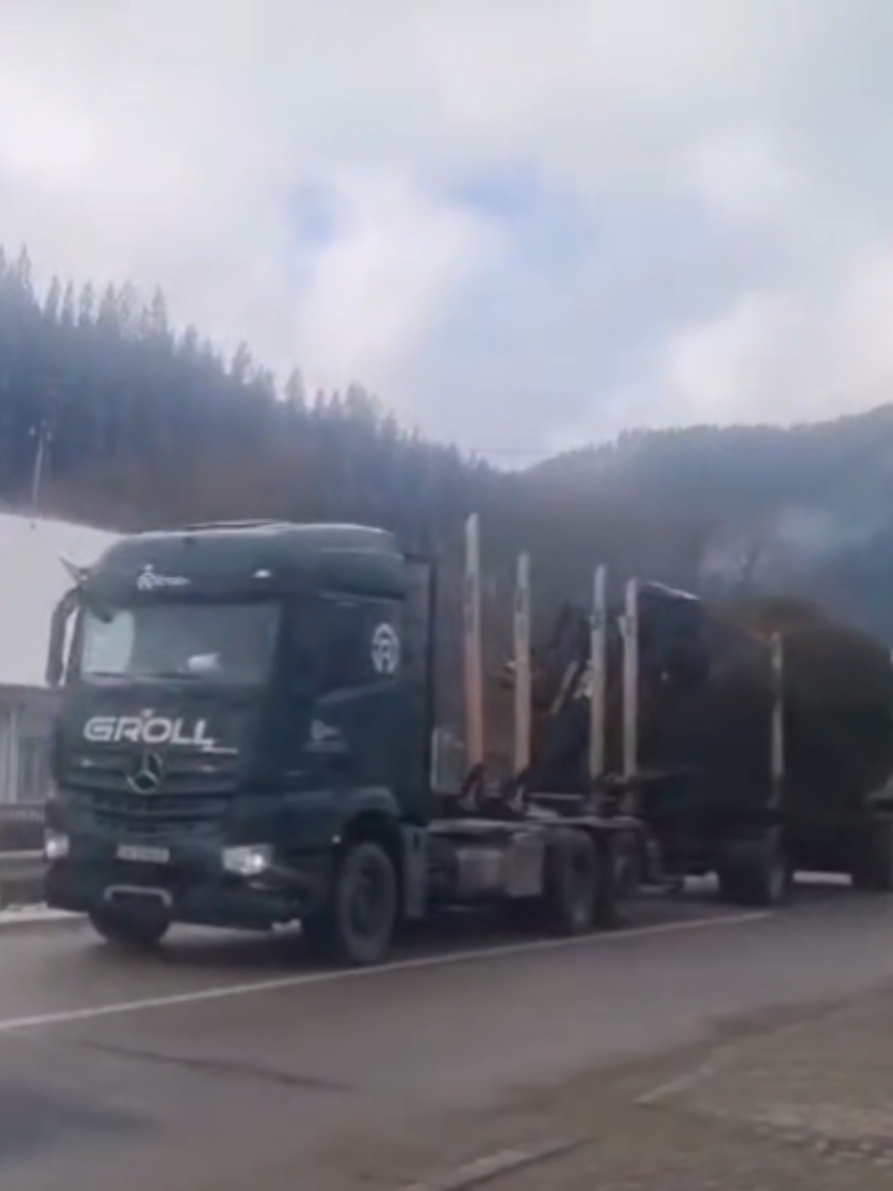 Un molid superb de 15 metri a plecat spre Ipotești de la Ocolul Silvic Breaza. Cel mai probabil anul acesta, Ipoteștiul va rivaliza cu Suceava pentru cel mai frumos brad.