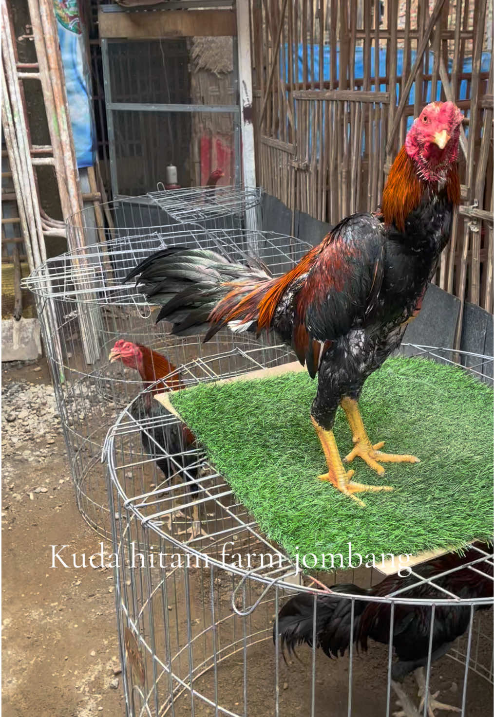 #pakhoydrumband #kudahitamfarmjombang 