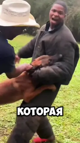 Малинуа — собака-спорткар. Быстрый, умный, всегда на задании. Лени — нет, задачи — да. Всегда ищет работу и движение. #малинуа #бельгийскиймалинуа #собаки #животные 