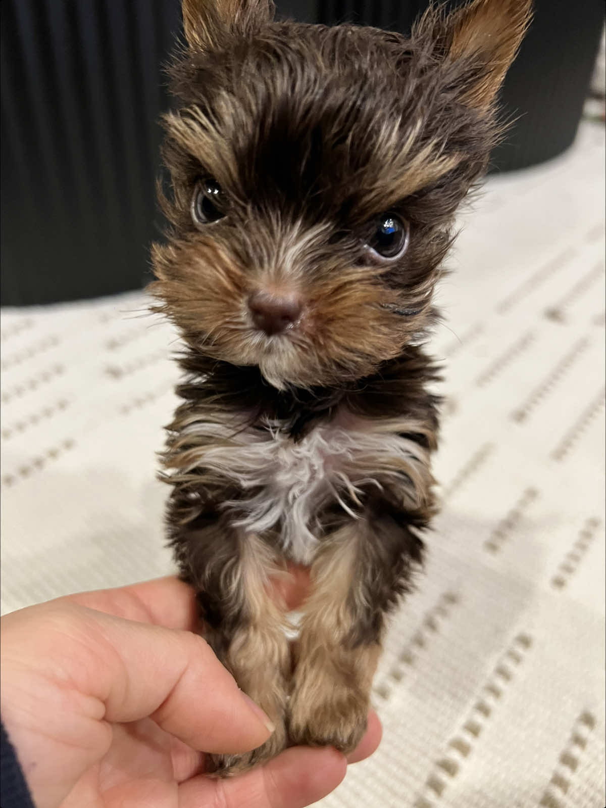 Charlotte showing off her supermodel strut 🔥