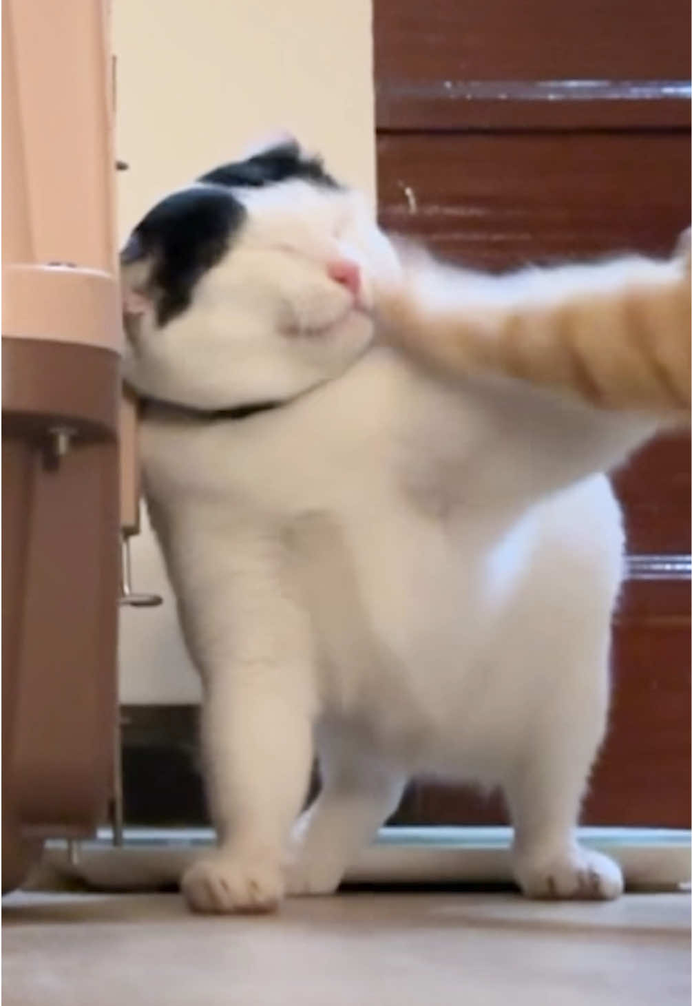 ตัวโดน #แชปครองโลก #แมวหัวแปะ #แมว #cat #สวนสัตว์tiktok 